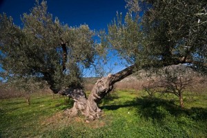 4.000 Jahre alter Olivenbaum