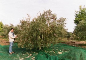Evangelos Dimarakis prüft die Reife der Oliven