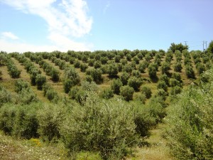 Olivenhain der Familie Dimarakis