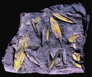 Fossile Olivenblätter