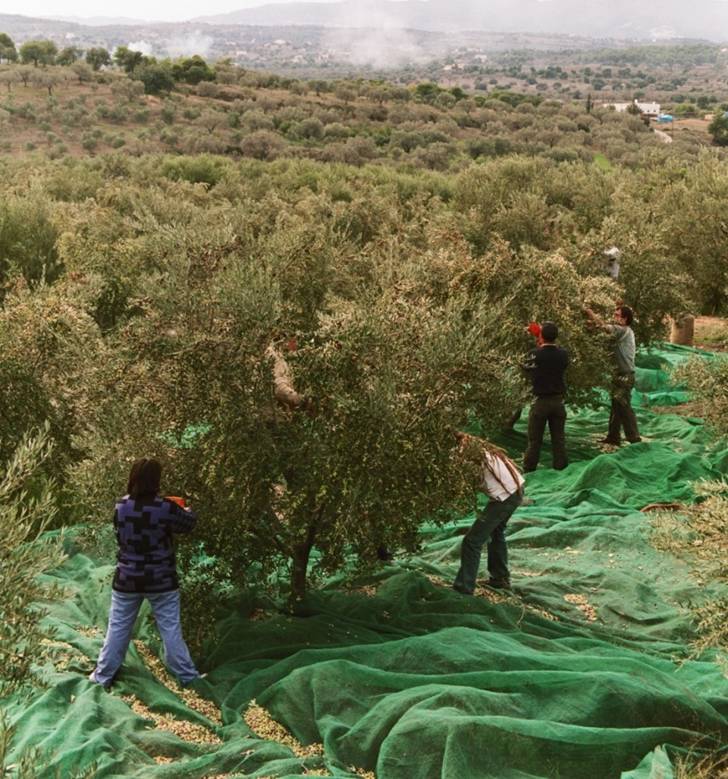 Erntehelfer Bei Der Arbeit Olive Co Olivenol Oliven Dunger Bodenberatung Olive Co At Olive Co At