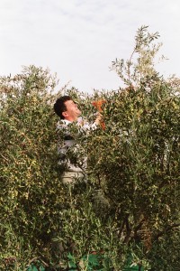 Fleißiger Helfer bei Olivenernte im Baum