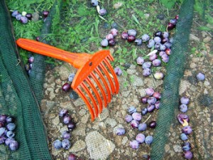 Der Plastikrechen für die händische Ernte.